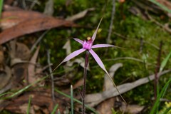 Caladenia rosella