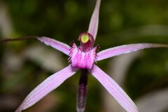 Caladenia rosella