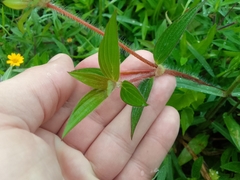 Crusea hispida