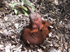 Rubroboletus haematinus