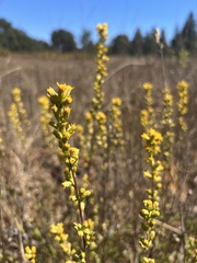 Solidago spathulata