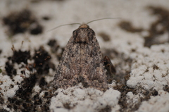 Protorthodes alfkenii