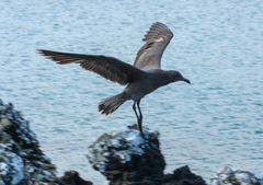 Leucophaeus fuliginosus