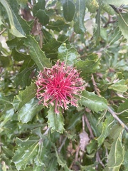 Banksia ilicifolia