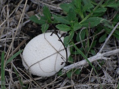 Lycoperdon pratense