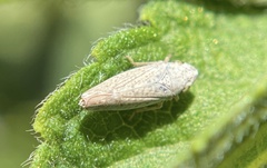 Cicadellidae