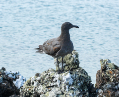 Leucophaeus fuliginosus