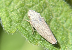 Cicadellidae