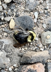 Bombus insularis