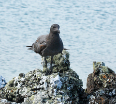 Leucophaeus fuliginosus