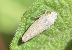 Cicadellidae