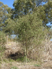 Sapium haematospermum