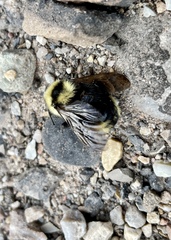 Bombus insularis