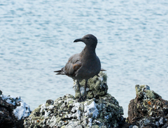 Leucophaeus fuliginosus