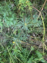 Euthamia graminifolia