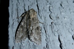 Ichneutica ustistriga