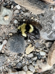 Bombus insularis