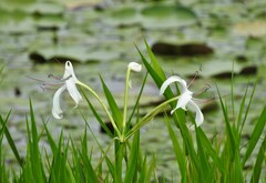 Crinum americanum