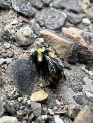 Bombus insularis