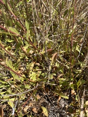 Solidago spathulata