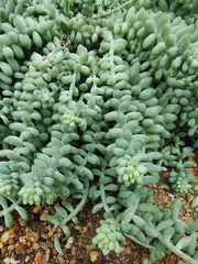 Sedum burrito