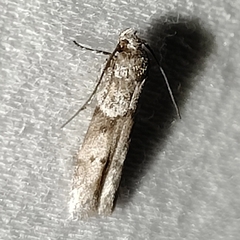 Blastobasis glandulella