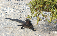 Amblyrhynchus cristatus