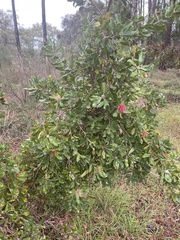 Banksia ilicifolia