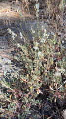 Eriogonum wrightii