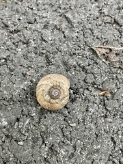 Oreohelix
