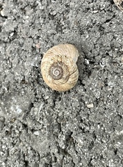 Oreohelix