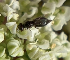 Tetrastichinae