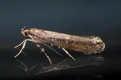 Atomotricha