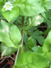 Septoria stellariae