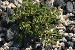 Exodeconus