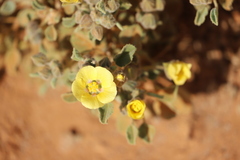 Abutilon halophilum