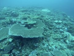 Acropora