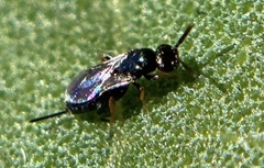 Tetrastichinae