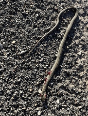 Thamnophis elegans vagrans