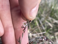 Euryomyrtus ramosissima