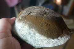 Terrapene carolina triunguis