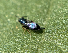 Tetrastichinae