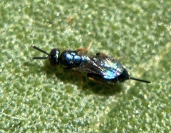 Tetrastichinae