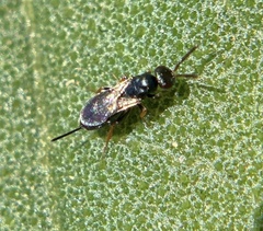 Tetrastichinae