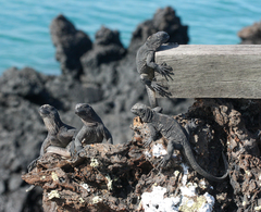 Amblyrhynchus cristatus