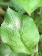 Septoria stellariae