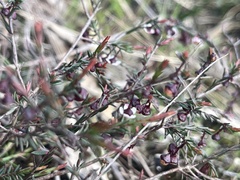 Euryomyrtus ramosissima