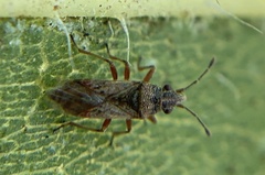 Orsillinae