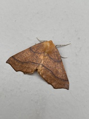 Tetracis jubararia