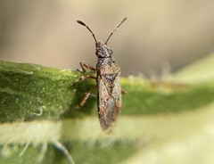 Orsillinae